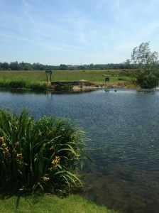 The River Stour at Henny Street