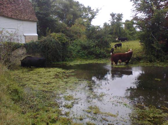 hinxton-mill-25-sep-16